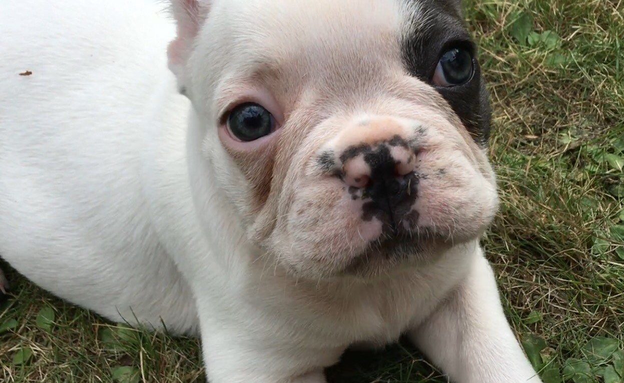 White French bulldog