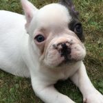 White French bulldog