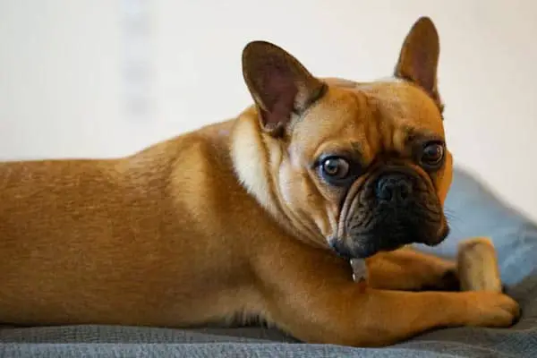 Why Can't French Bulldogs Give Birth Naturally