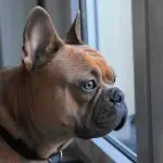 Why Do French Bulldogs Cry So Much 2021