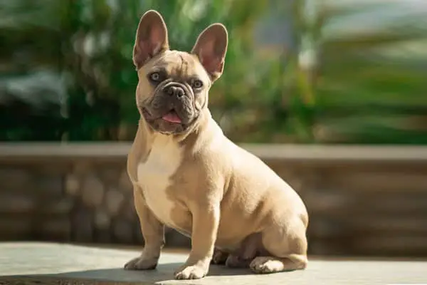 Why Do French Bulldogs Cry So Much - Image By anythingfrenchbulldog