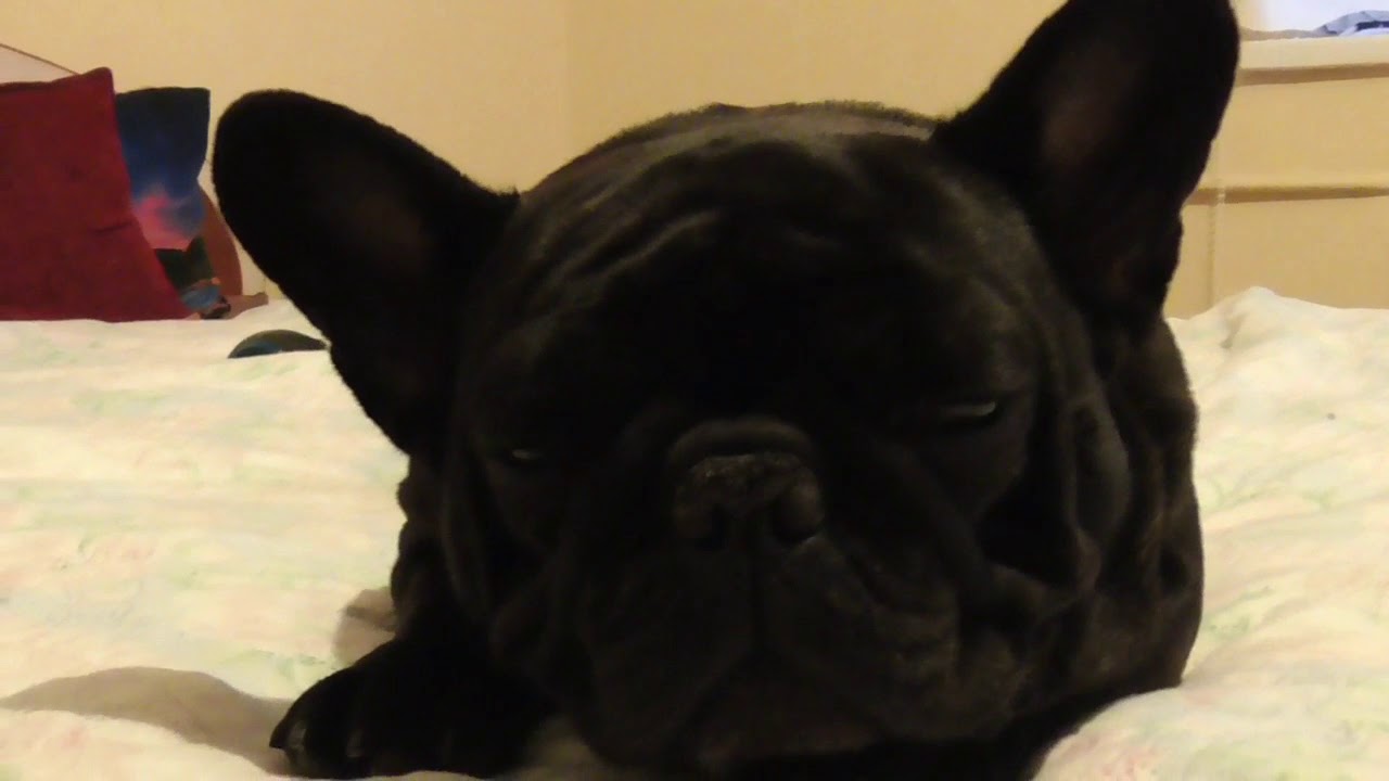 Why do French bulldogs snore so loud