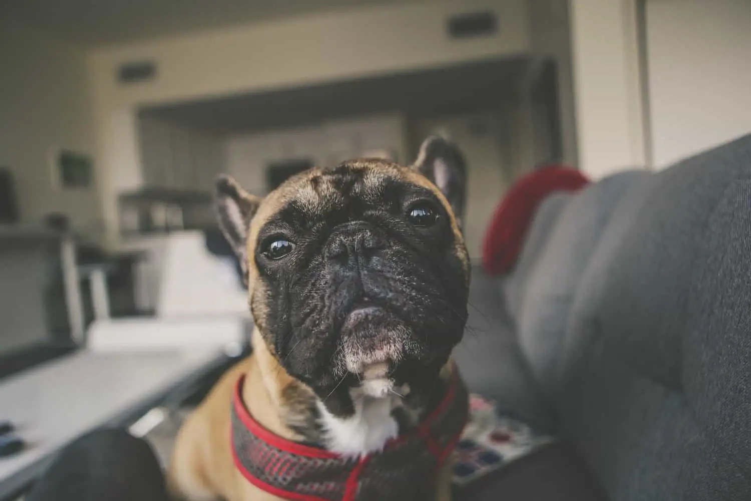 Why do french bulldog shed so much - Image By frenchiejourney