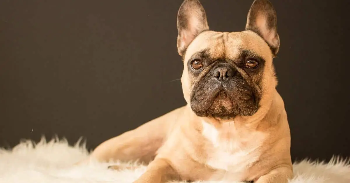 adult French Bulldogs