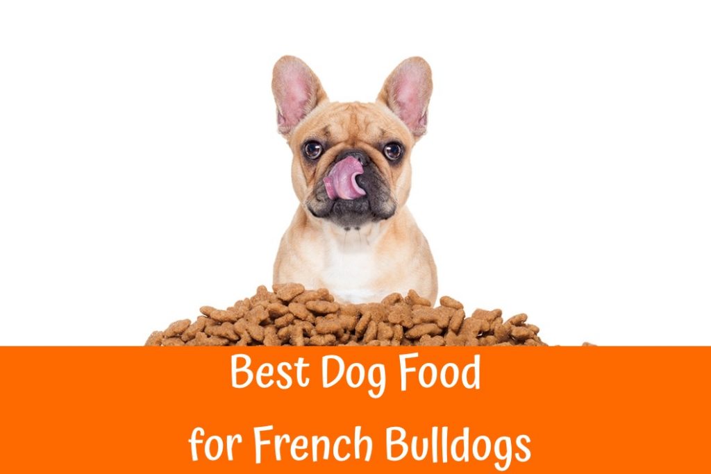 Best Dog Food for Adult French Bulldogs