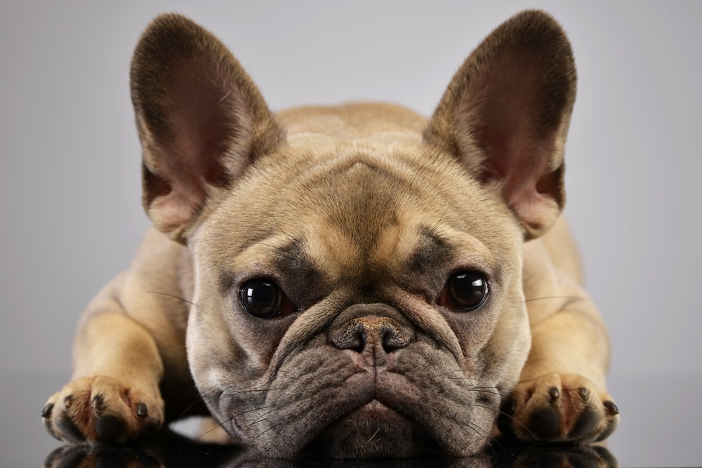 Are French Bulldogs Hypoallergenic