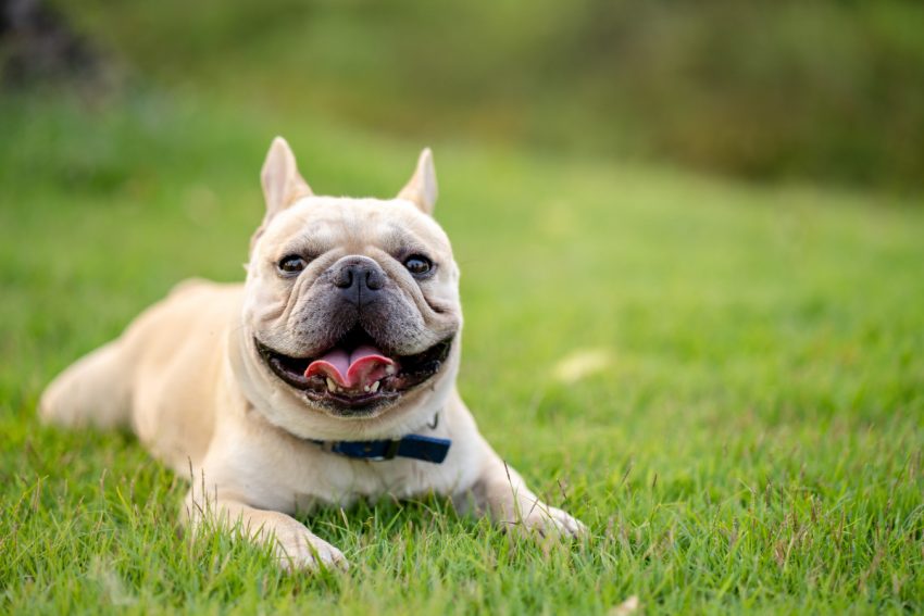 Are French bulldogs bad for allergies?