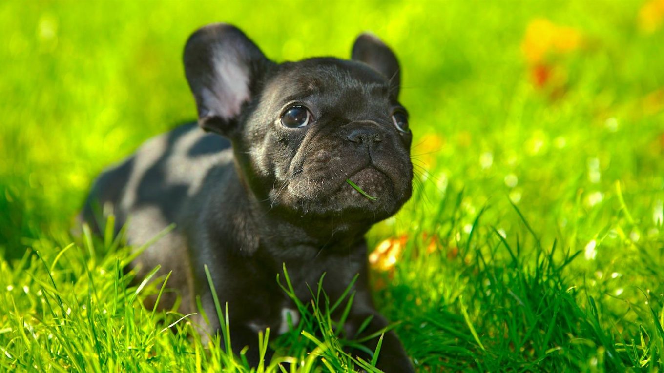 Can French Bulldogs Breed Naturally? – Allfrbulldogs.com