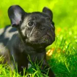 Can french bulldogs breed naturally