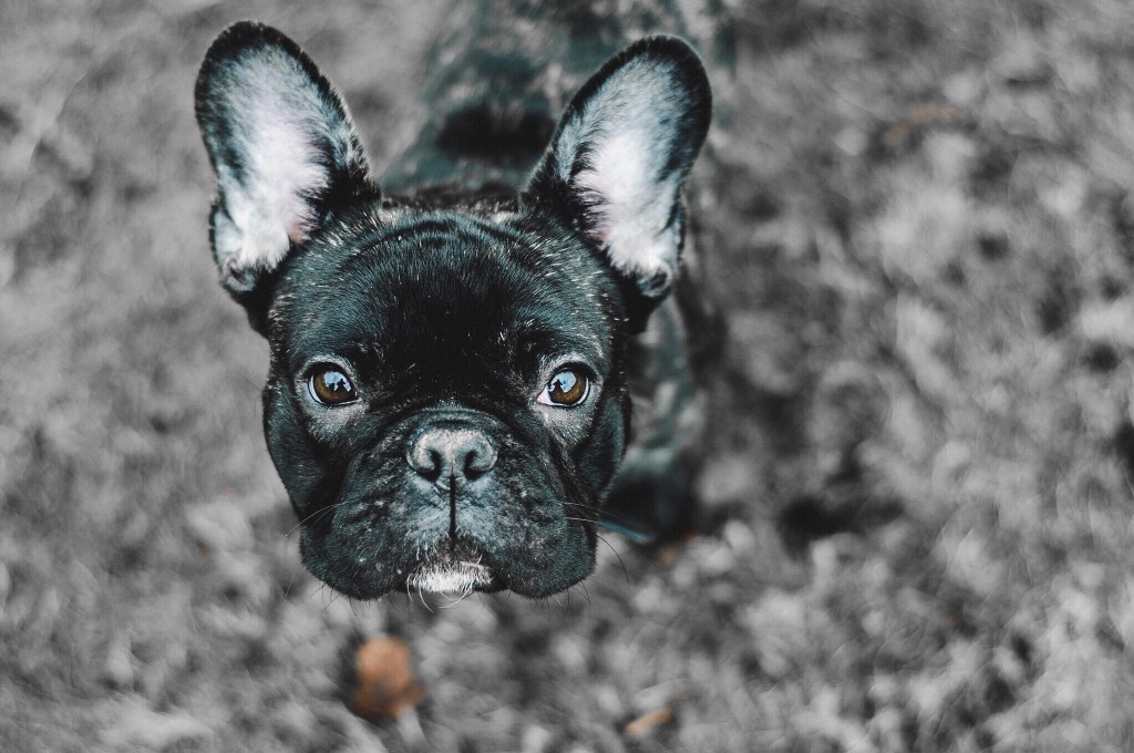 Common Eye Problems Of French Bulldogs