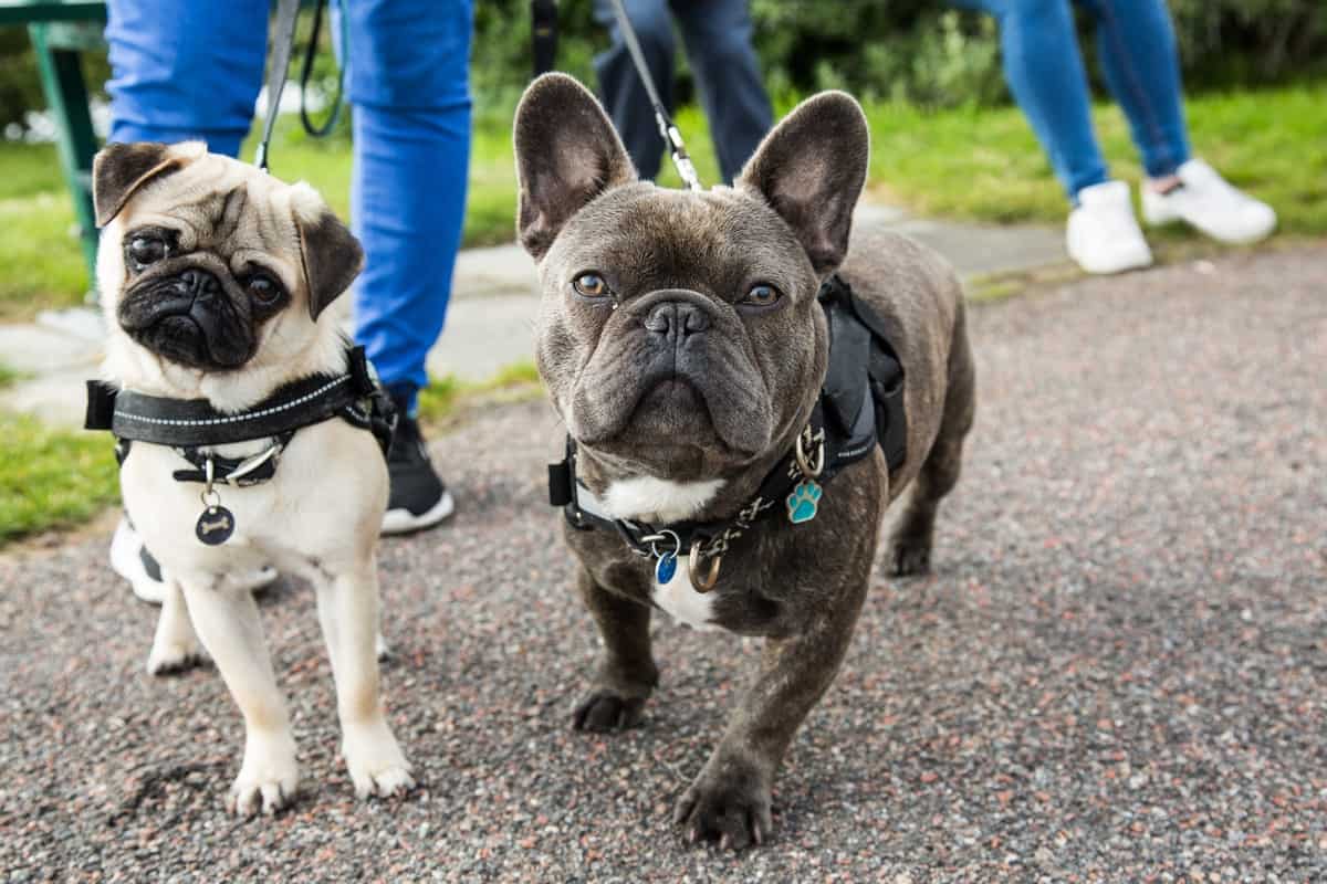 Differences Between A Male French Bulldog And Female French Bulldog