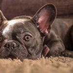 Do French bulldog Drool - Image By anythingfrenchbulldog