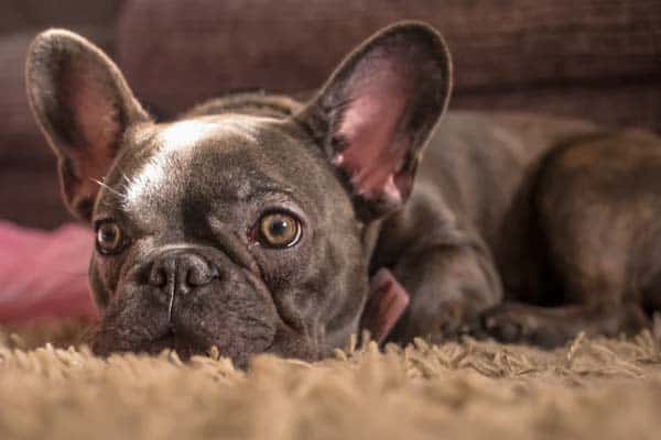 Do French bulldog Drool - Image By anythingfrenchbulldog