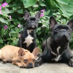 French Bulldog Behavior Problems