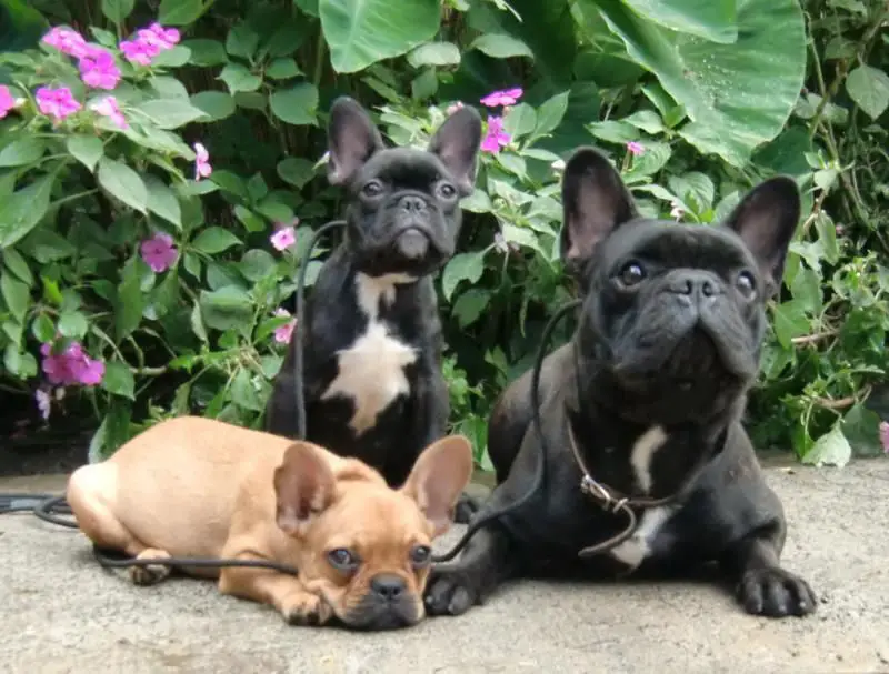 How to Stop French Bulldog Behavior Problems