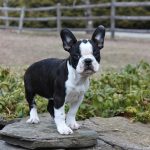 French Bulldog Boston Terrier Mix