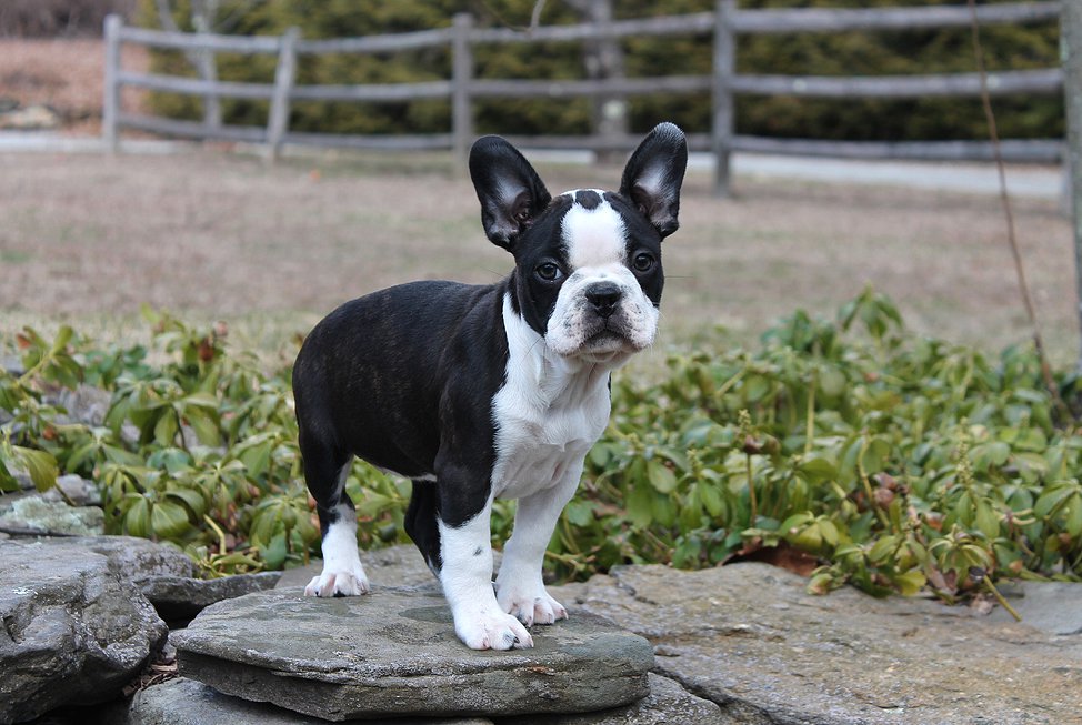 French Bulldog Boston Terrier Mix