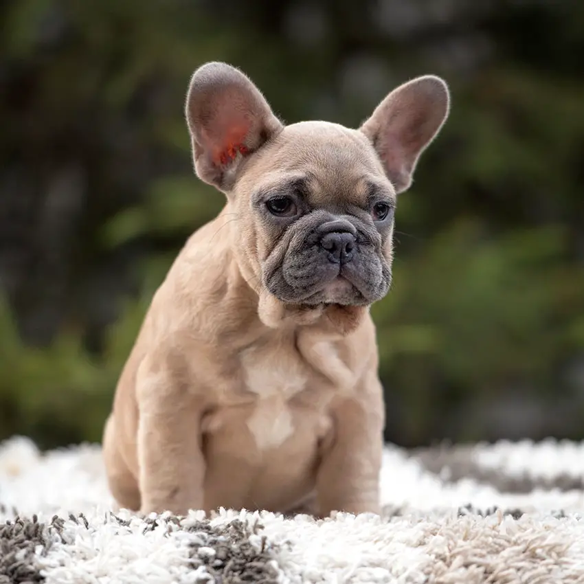 French Bulldog Ear Problems - Image By frenchbulldogbreed
