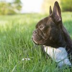 French Bulldog Ears