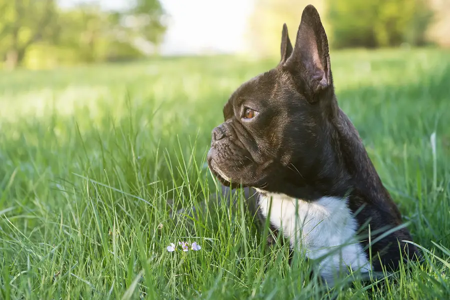 Everything About French Bulldog Ears