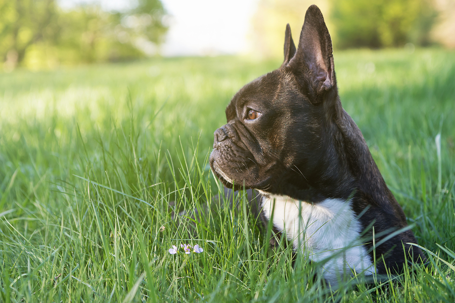 French Bulldog Ears