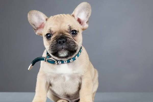 French Bulldog Head Growth