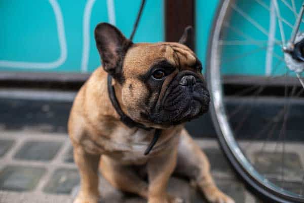 Where can I register my Frenchie as a service dog?