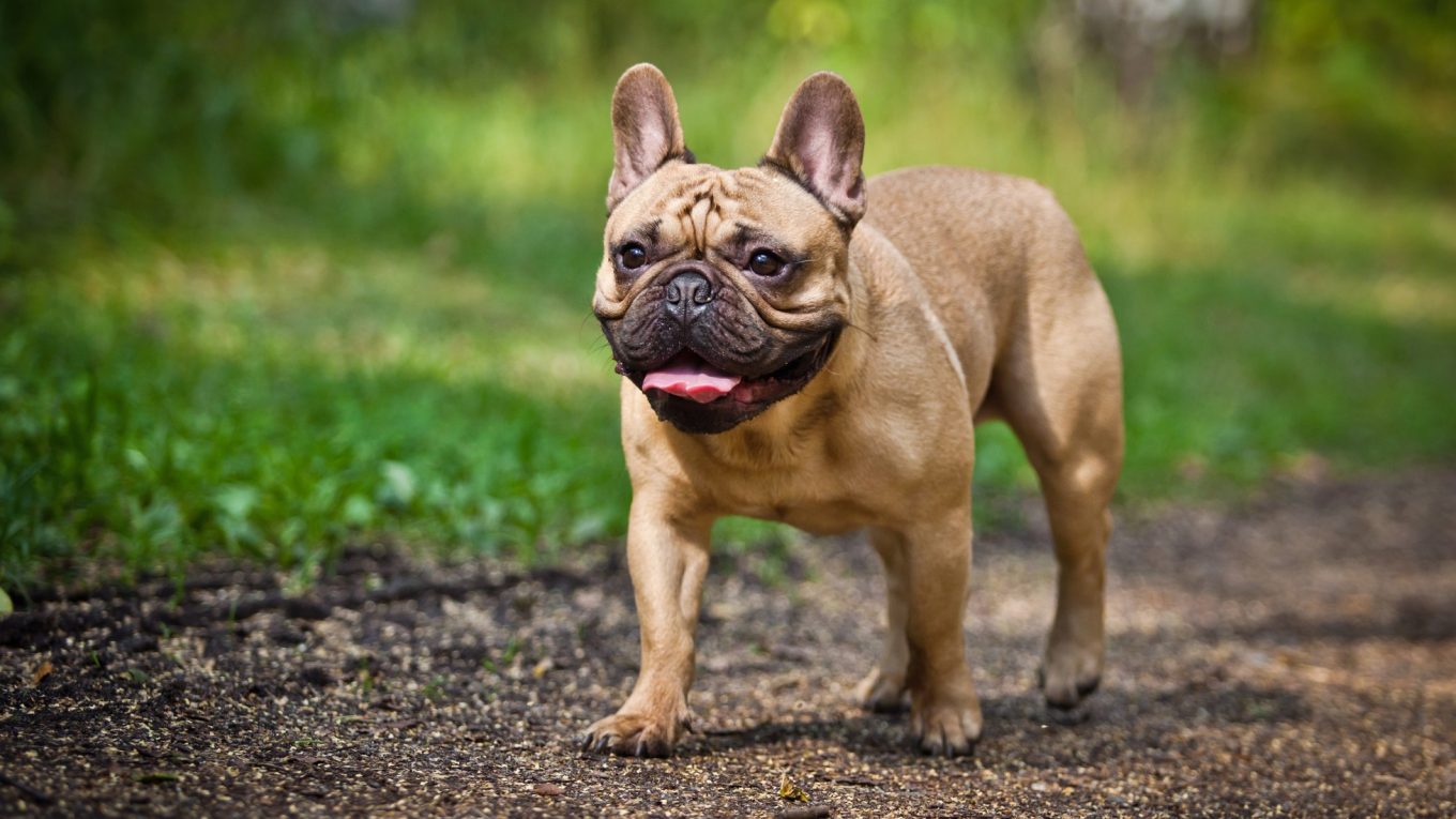 How Many Puppies Do French Bulldogs Have