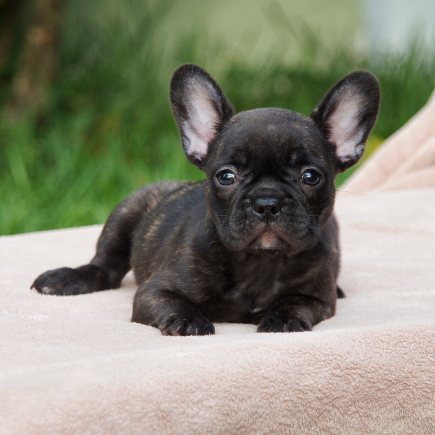 How Many Puppies Does A French Bulldog Have