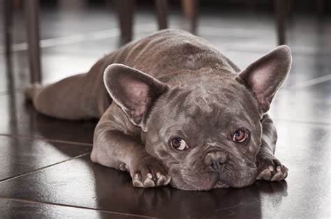 How To Prevent French Bulldogs From Having Eye Problems Again