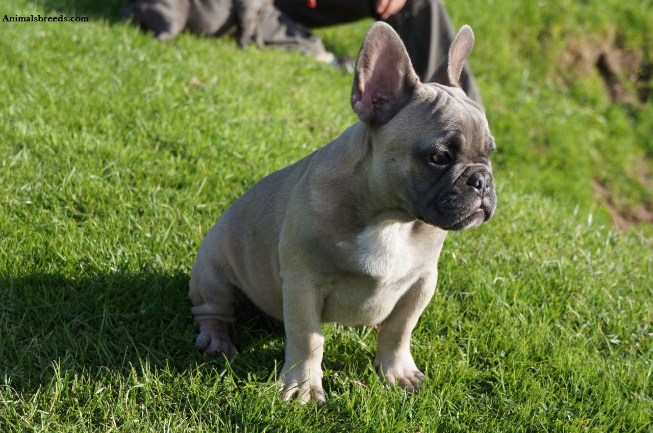 How many times a year Do French bulldogs have their puppies