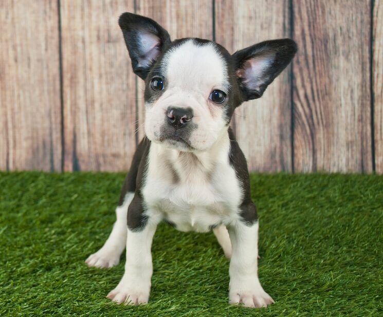 How to care for a Boston Terrier French Bulldog mix - Image By allthingsdogs