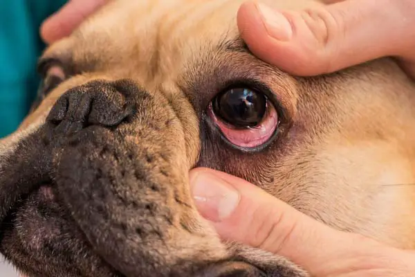 How to inspect cherry eye in your French bulldog