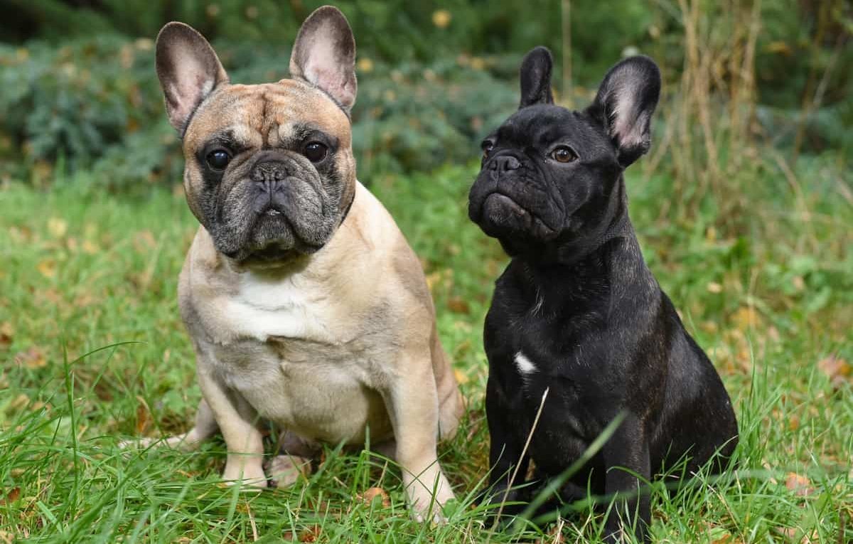 Male French Bulldog Vs Female French Bulldog