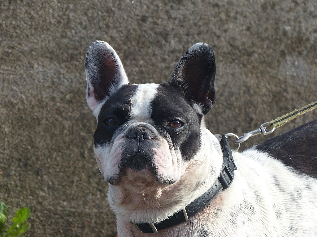 What Are The Basic Size And Weight Of A French Bulldog