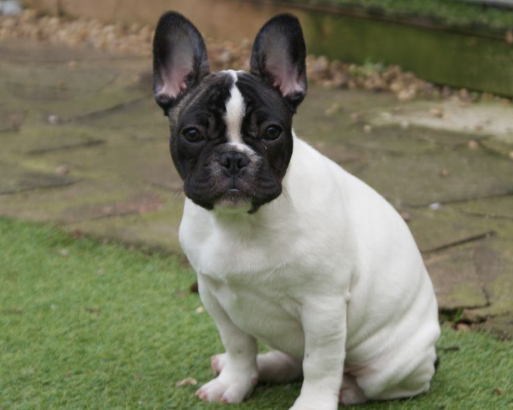 What is a Boston terrier French bulldog mix