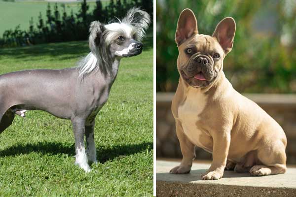 What is a Chinese crested French bulldog mix