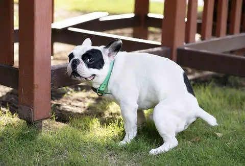 Why Does a French Bulldog puppy keep eating poop