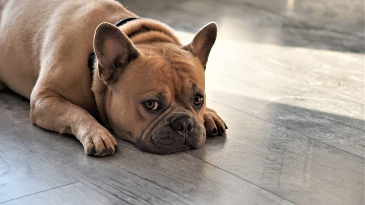 Why a hypoallergenic French Bulldog? - Image By frenchbulldogio