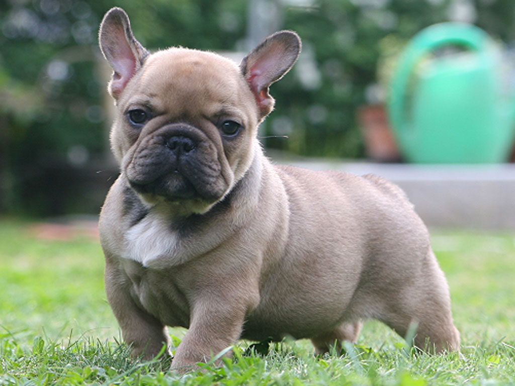 Why can't French Bulldogs mate naturally