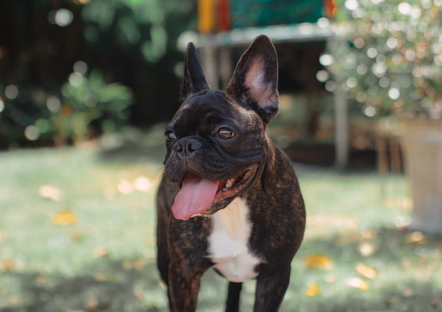 French Bulldog Breathing Fast