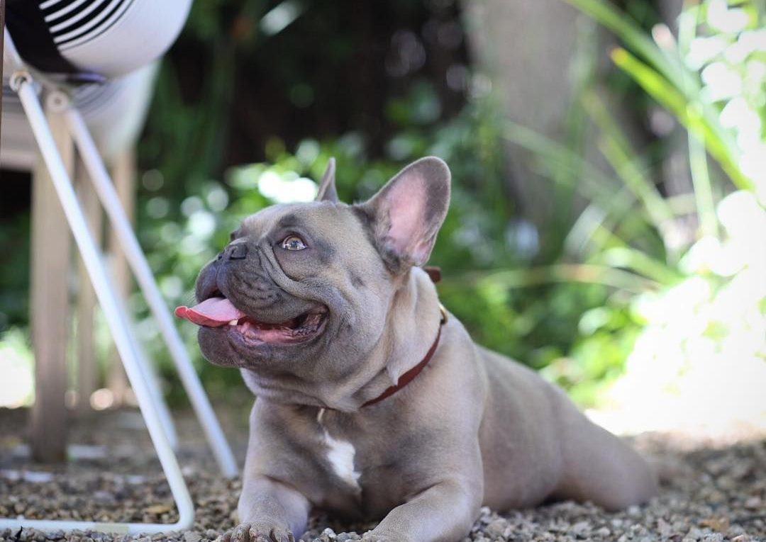 French Bulldog Breathing Problems