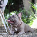 French Bulldog Breathing Problems