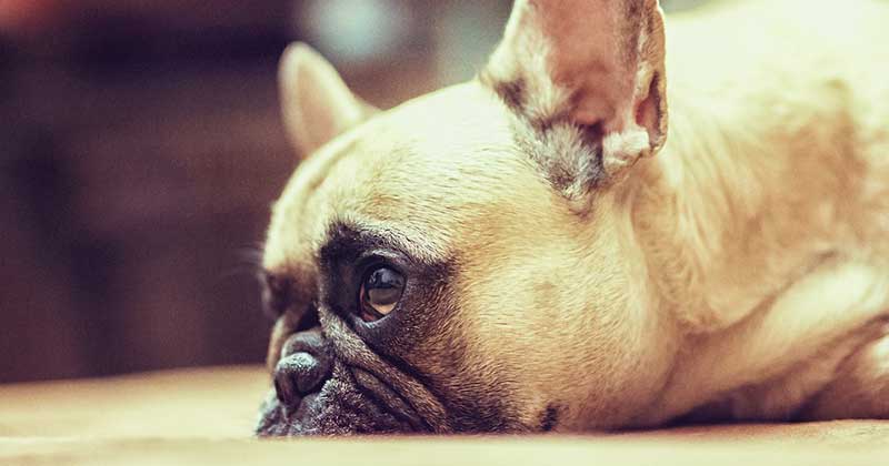How To Stop French Bulldogs From Licking Their Paws