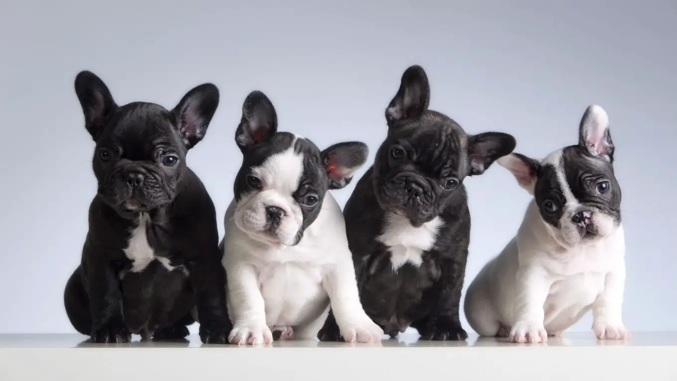 How Long Do French Bulldogs Live