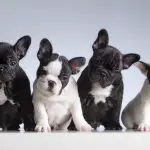 How Long Do French Bulldogs Live