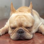 How Often Do French Bulldogs Poop