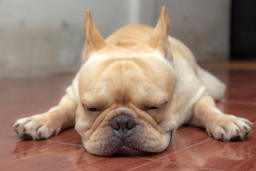 How Often Do French Bulldogs Poop