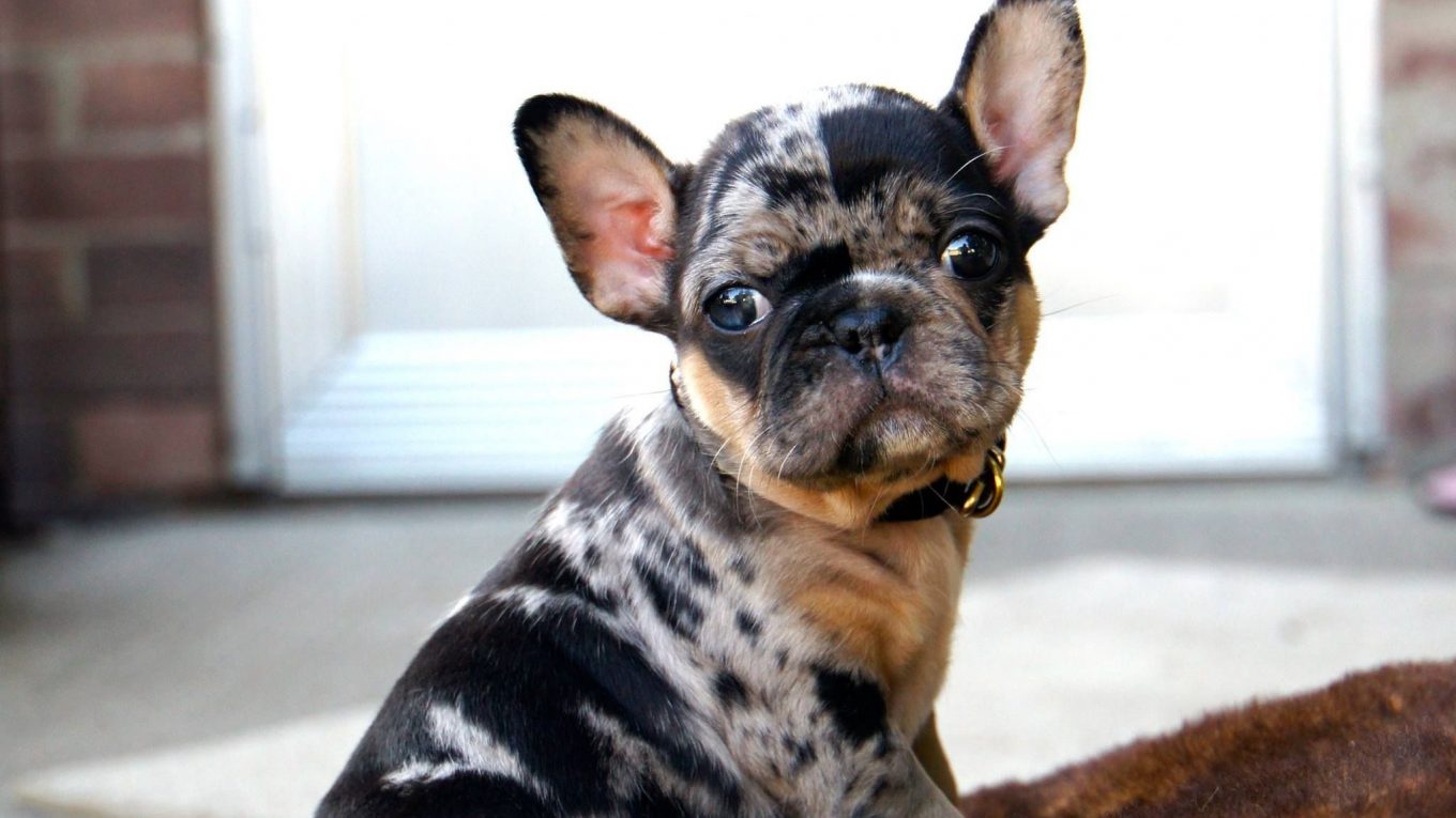 Tri Colored French Bulldogs