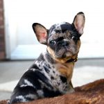 Tri Colored French Bulldogs